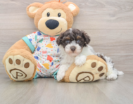 6 week old Havapoo Puppy For Sale - Lone Star Pups