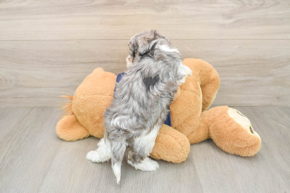 Petite Havapoo Poodle Mix Pup
