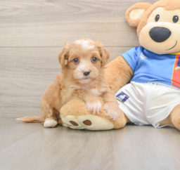7 week old Havapoo Puppy For Sale - Lone Star Pups