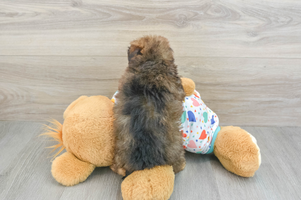 Little Havadoodle Poodle Mix Puppy