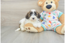 Havapoo Pup Being Cute
