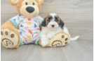 Little Havadoodle Poodle Mix Puppy