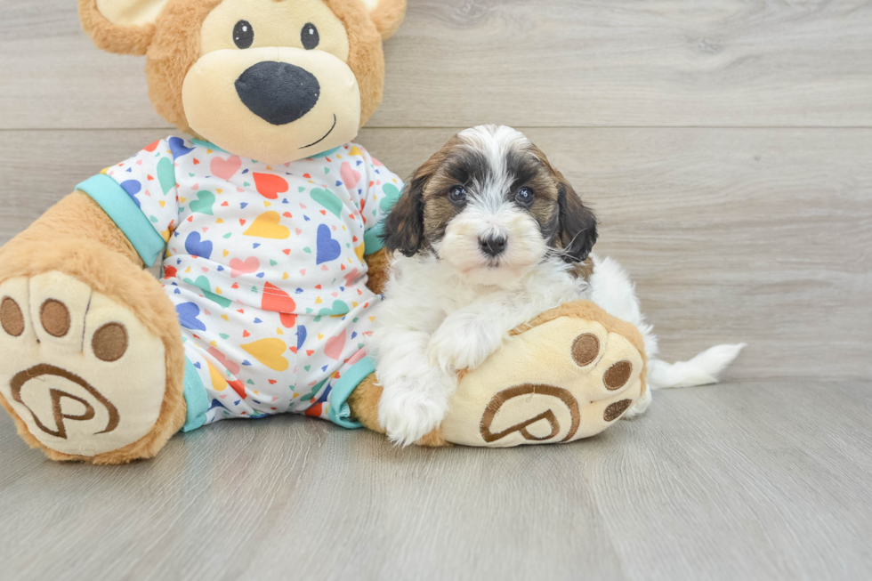 Little Havadoodle Poodle Mix Puppy
