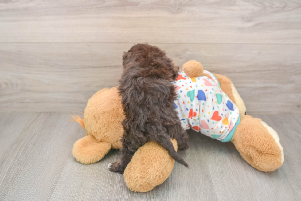 Havapoo Pup Being Cute