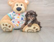 6 week old Havapoo Puppy For Sale - Lone Star Pups