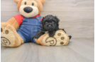 Funny Havapoo Poodle Mix Pup