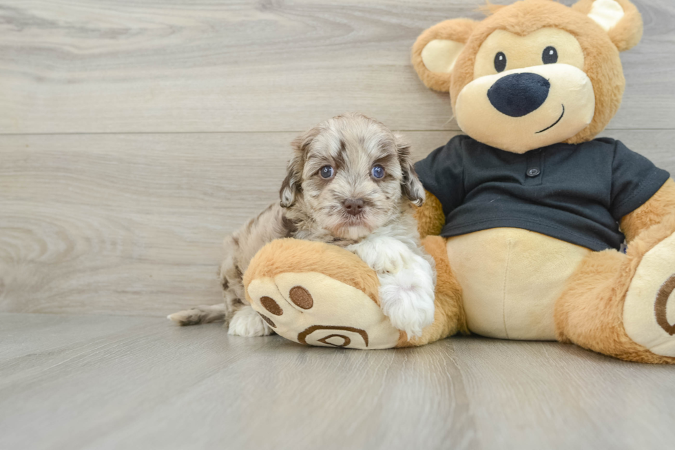 Little Havadoodle Poodle Mix Puppy