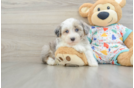 Popular Havapoo Poodle Mix Pup