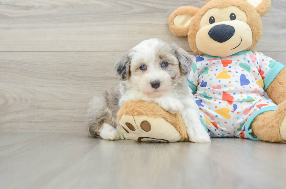 6 week old Havapoo Puppy For Sale - Lone Star Pups