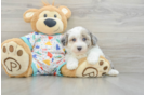 Sweet Havapoo Baby