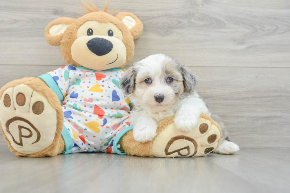 Sweet Havapoo Baby