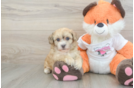Little Havadoodle Poodle Mix Puppy