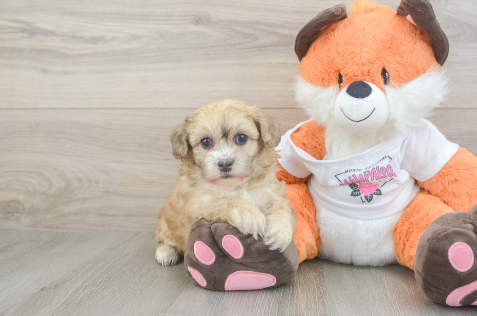 6 week old Havapoo Puppy For Sale - Lone Star Pups