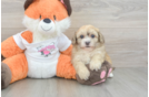 Little Havadoodle Poodle Mix Puppy