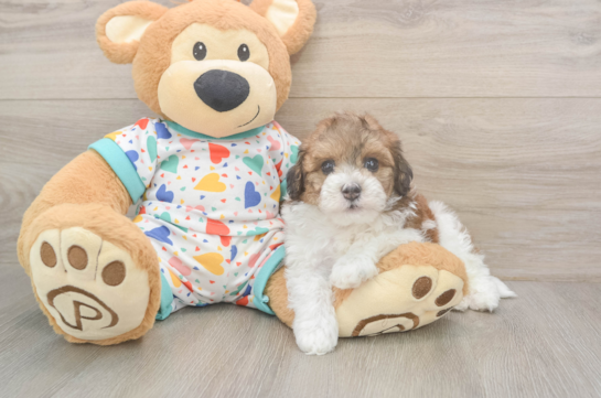 6 week old Havapoo Puppy For Sale - Lone Star Pups Little Havadoodle Poodle Mix Puppy
