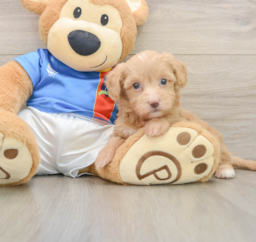 7 week old Havapoo Puppy For Sale - Lone Star Pups