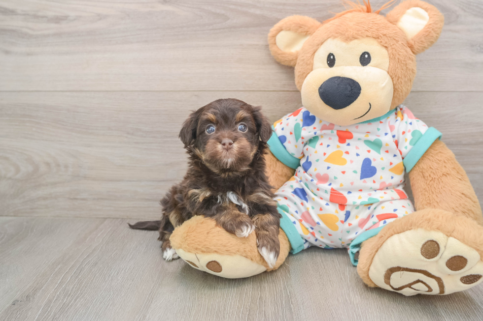 Havapoo Pup Being Cute