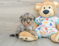 6 week old Havapoo Puppy For Sale - Lone Star Pups