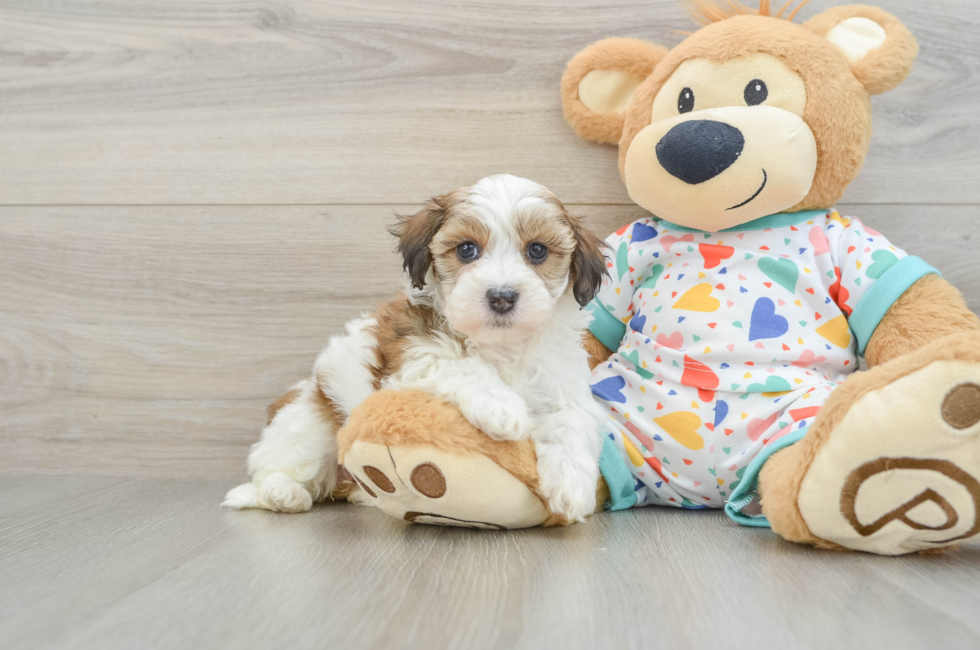 6 week old Havapoo Puppy For Sale - Lone Star Pups