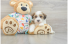 Energetic Havadoodle Poodle Mix Puppy