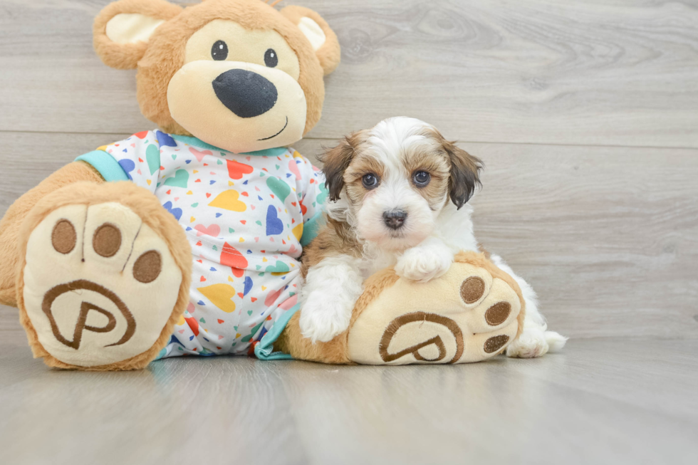 Energetic Havadoodle Poodle Mix Puppy