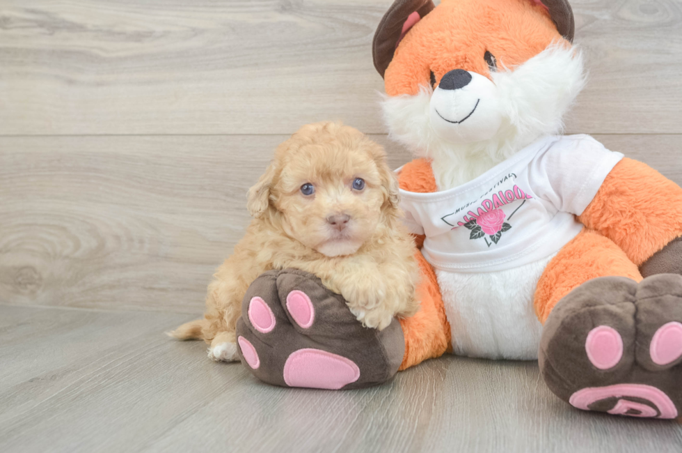 6 week old Havapoo Puppy For Sale - Lone Star Pups