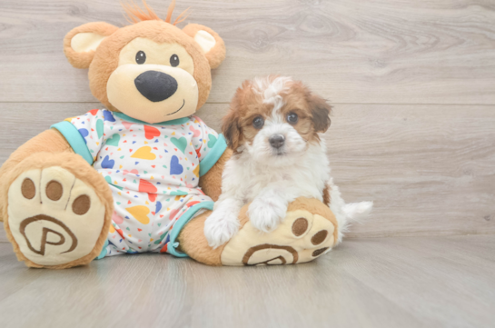 6 week old Havapoo Puppy For Sale - Lone Star Pups Best Havapoo Baby