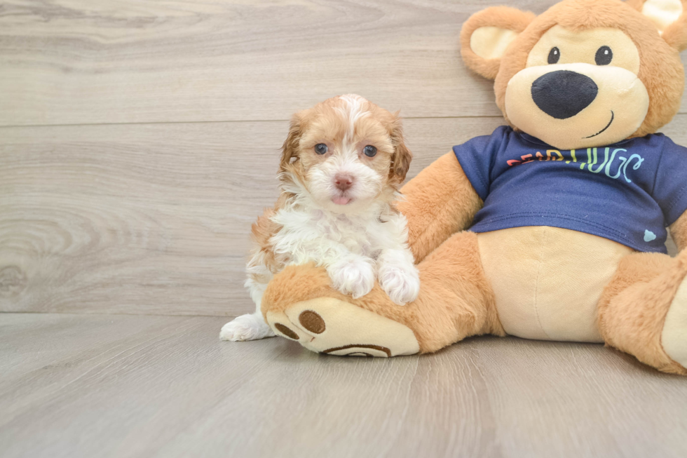 Fluffy Havapoo Poodle Mix Pup