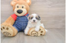 Havapoo Pup Being Cute