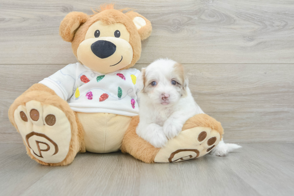 Popular Havapoo Poodle Mix Pup