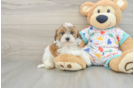 Adorable Havadoodle Poodle Mix Puppy