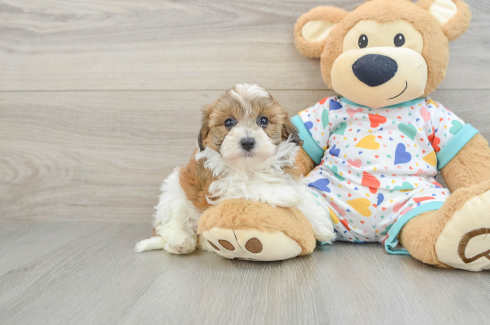 6 week old Havapoo Puppy For Sale - Lone Star Pups