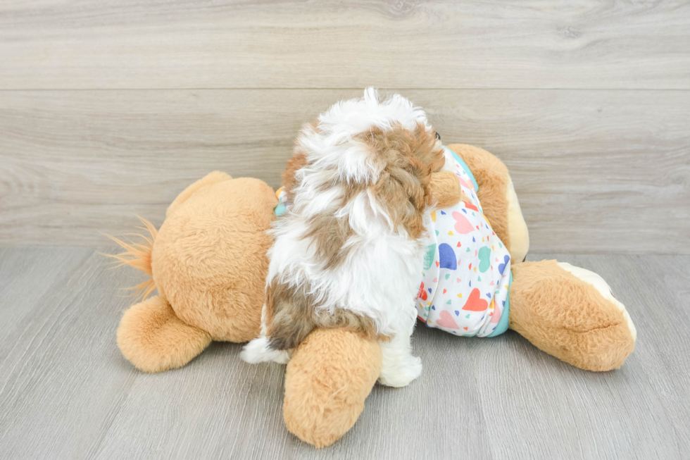 Funny Havapoo Poodle Mix Pup