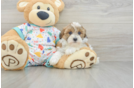 Havapoo Pup Being Cute