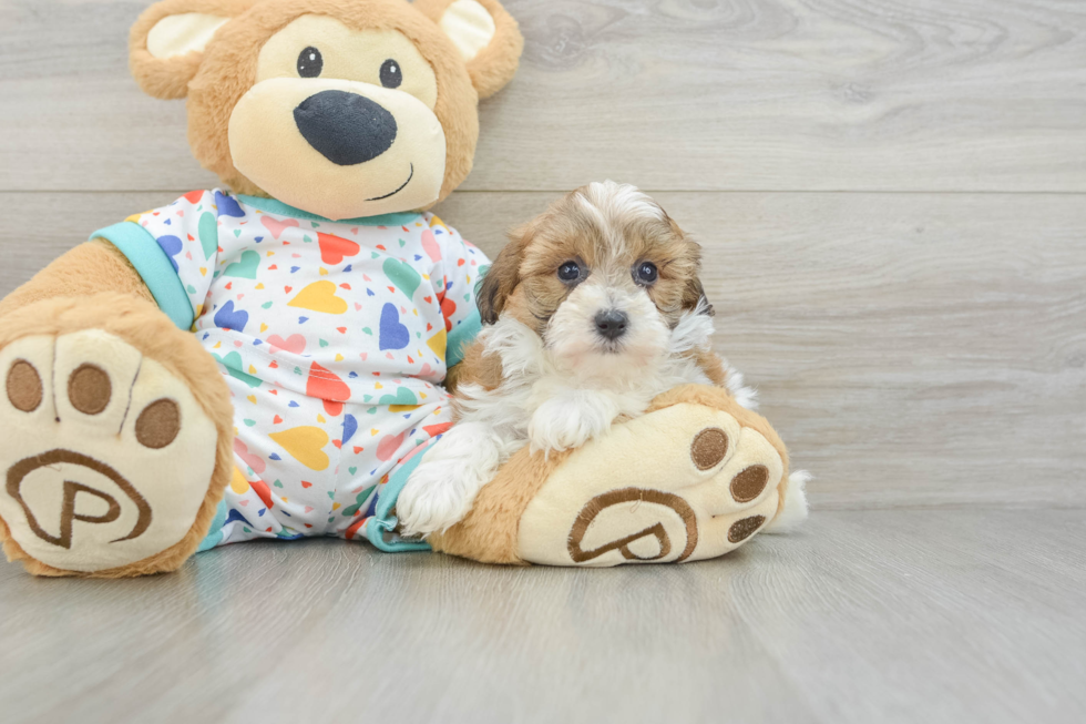 Havapoo Pup Being Cute