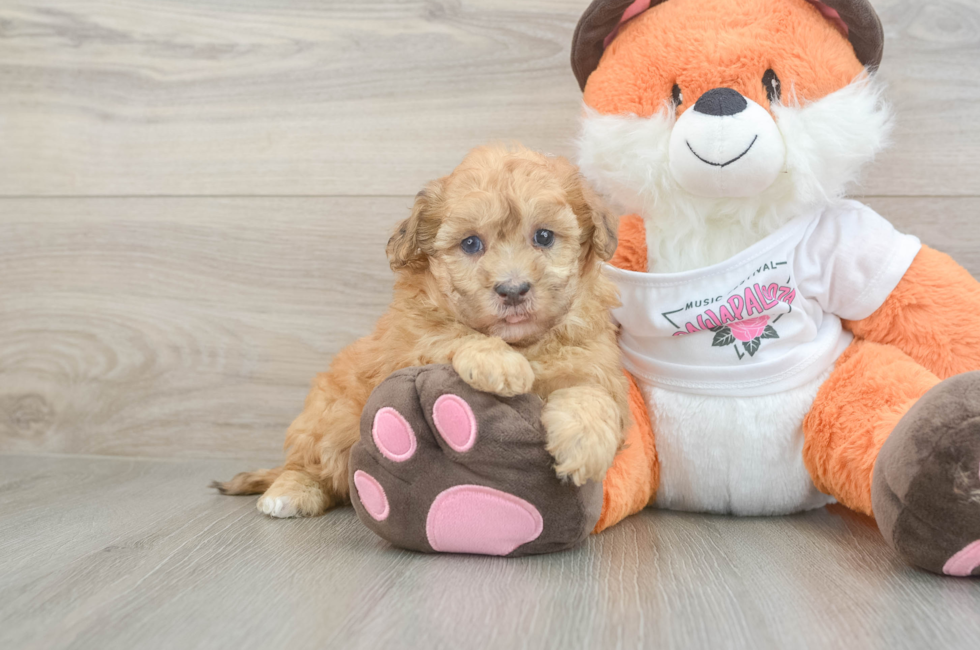 6 week old Havapoo Puppy For Sale - Lone Star Pups