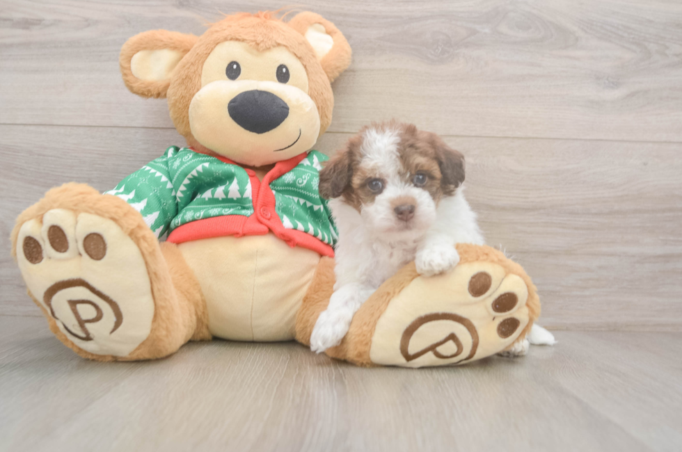 5 week old Havapoo Puppy For Sale - Lone Star Pups