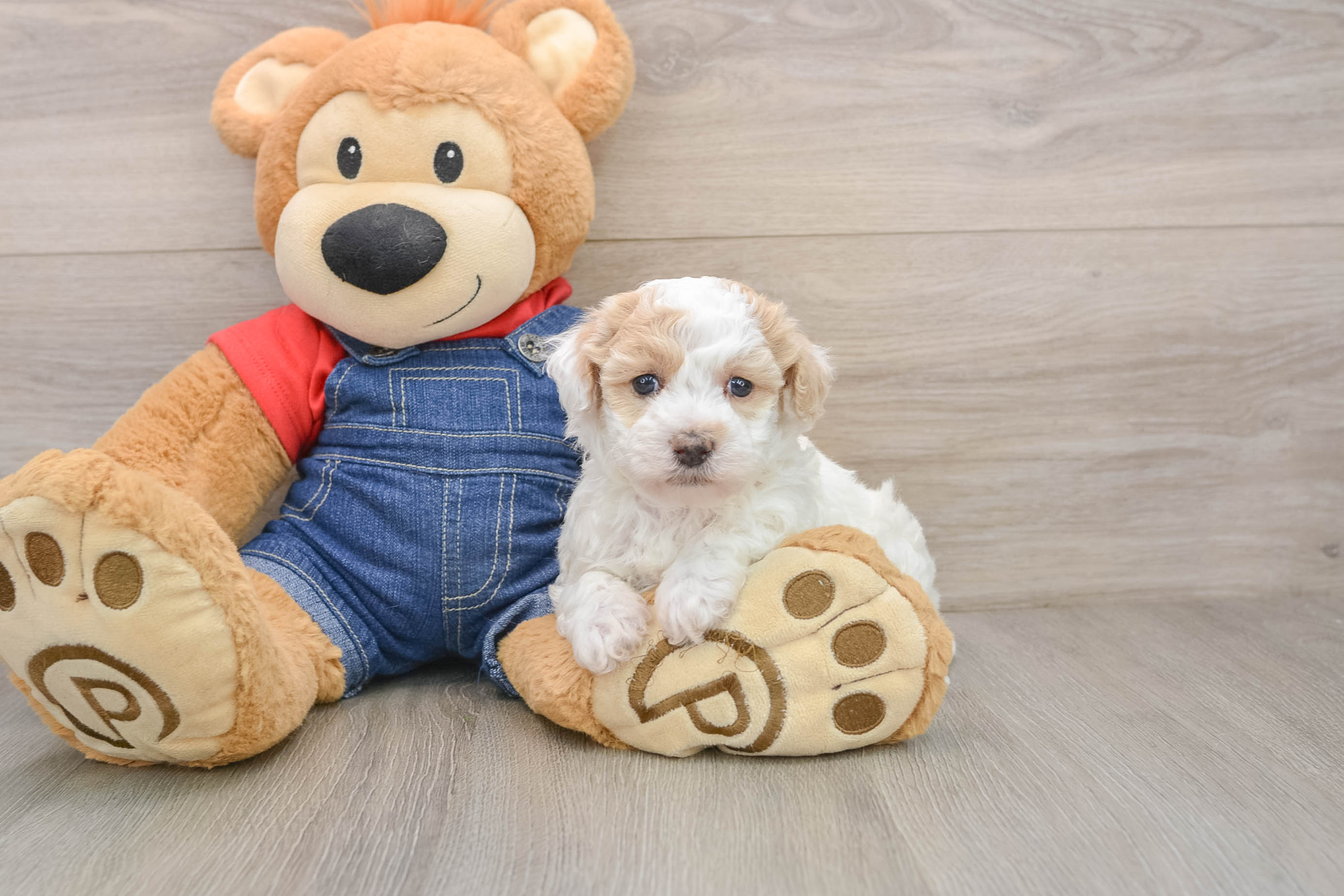 Havapoo Puppy for Adoption