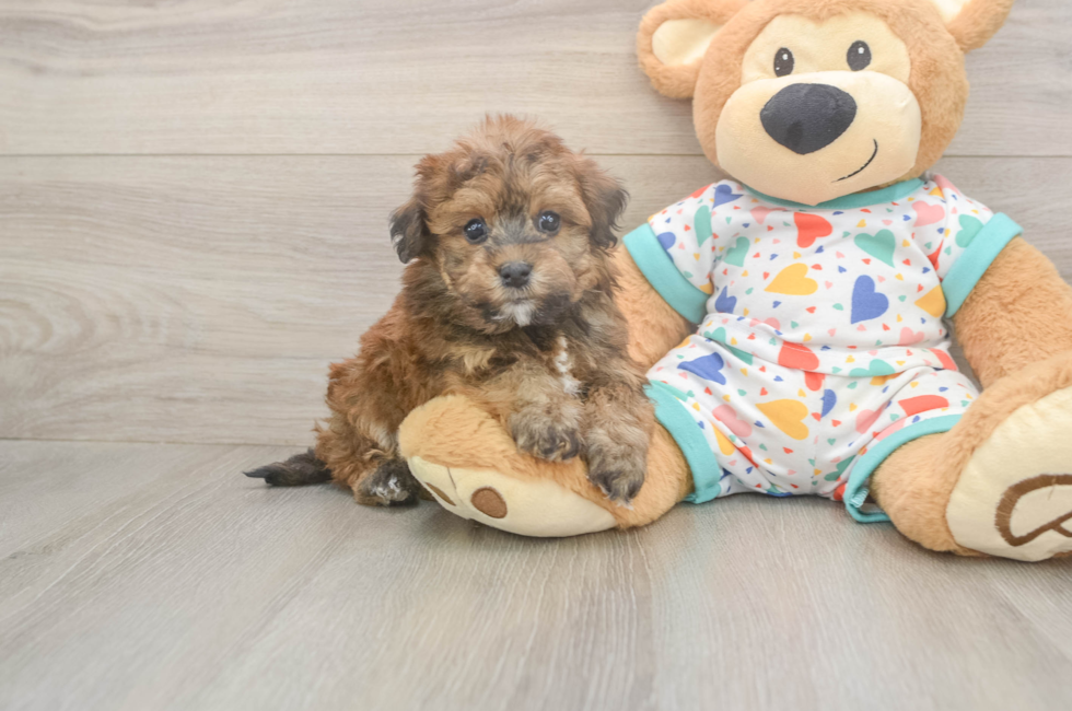 6 week old Havapoo Puppy For Sale - Lone Star Pups