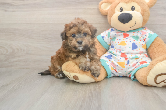 6 week old Havapoo Puppy For Sale - Lone Star Pups Happy Havapoo Baby