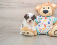 7 week old Havapoo Puppy For Sale - Lone Star Pups