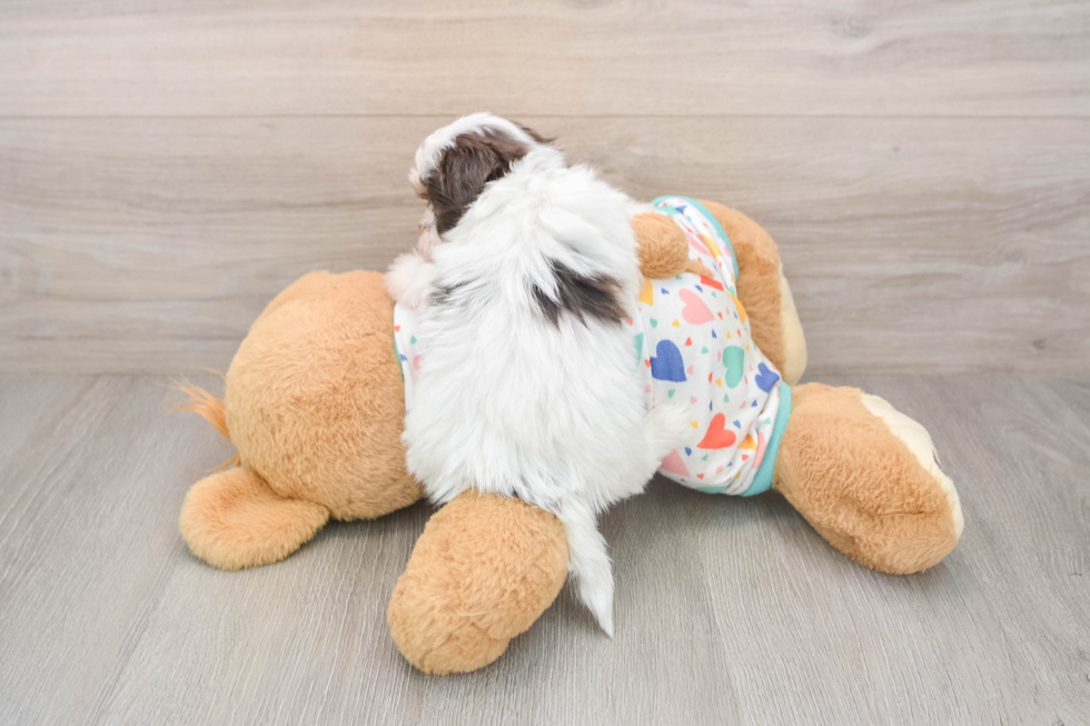 Playful Havadoodle Poodle Mix Puppy