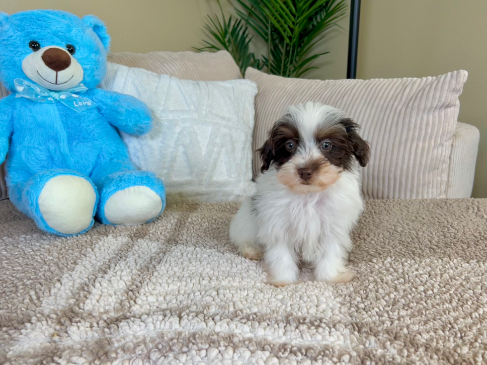 Havapoo Puppy for Adoption