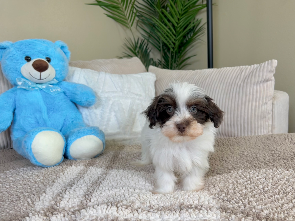 Cute Havapoo Poodle Mix Pup