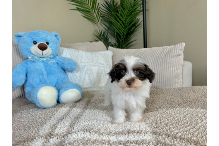 Cute Havadoodle Poodle Mix Puppy