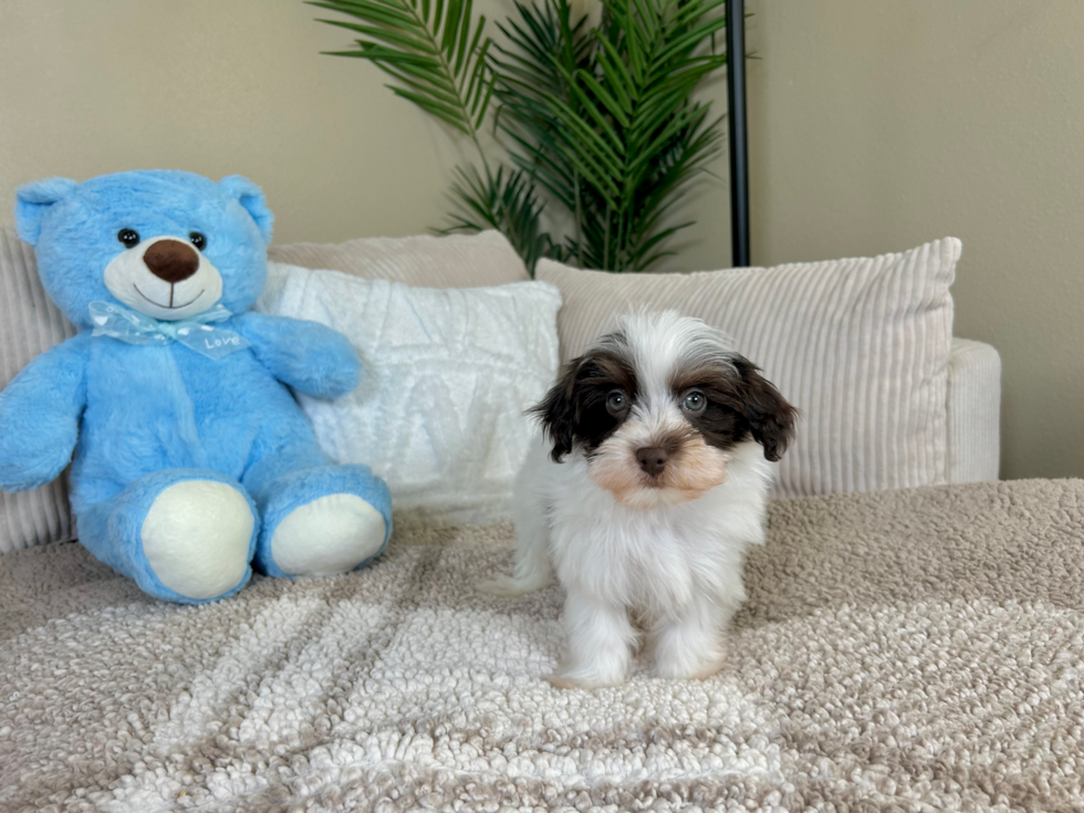 Cute Havadoodle Poodle Mix Puppy