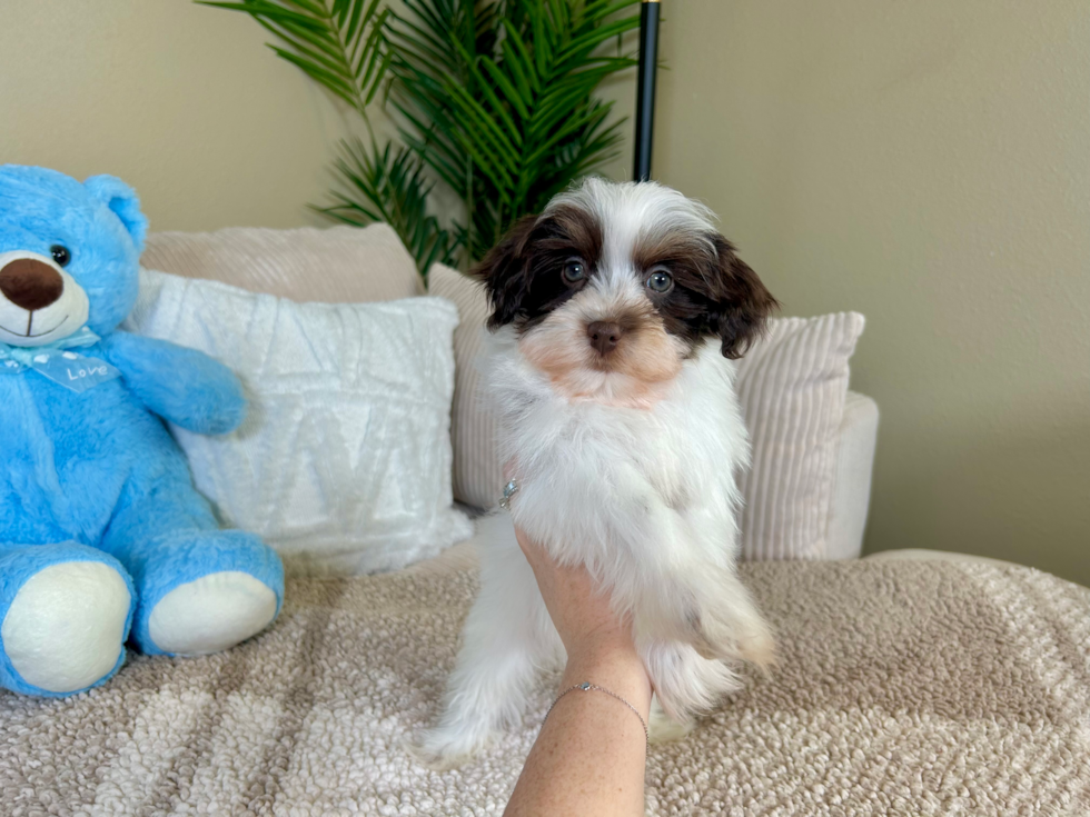 Havapoo Puppy for Adoption