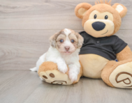 6 week old Havapoo Puppy For Sale - Lone Star Pups