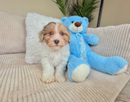 9 week old Havapoo Puppy For Sale - Lone Star Pups