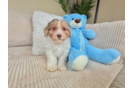 Cute Havadoodle Poodle Mix Puppy